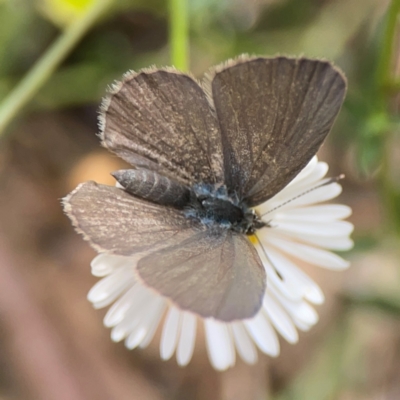 Zizina otis (Common Grass-Blue) at Downer, ACT - 24 Feb 2024 by Hejor1