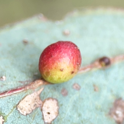 Unidentified Eucalyptus Gall at Downer, ACT - 24 Feb 2024 by Hejor1