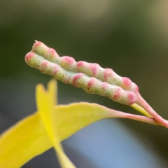 Unidentified Eucalyptus Gall at Downer, ACT - 24 Feb 2024 by Hejor1