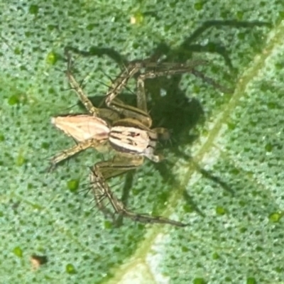 Oxyopes (genus) (Lynx spider) at Downer, ACT - 24 Feb 2024 by Hejor1