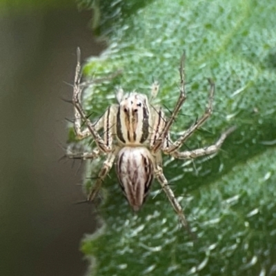 Oxyopes (genus) (Lynx spider) at Downer, ACT - 24 Feb 2024 by Hejor1