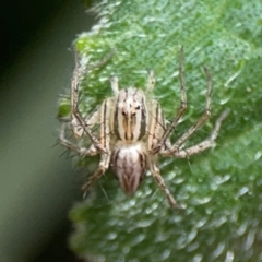 Oxyopes sp. (genus) at Downer, ACT - 24 Feb 2024 11:57 AM