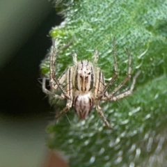 Oxyopes sp. (genus) at Downer, ACT - 24 Feb 2024 11:57 AM