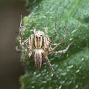 Oxyopes sp. (genus) at Downer, ACT - 24 Feb 2024 11:57 AM