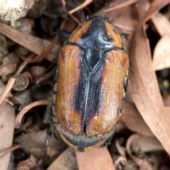 Chondropyga dorsalis (Cowboy beetle) at Downer, ACT - 24 Feb 2024 by Hejor1