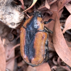 Chondropyga dorsalis at Downer, ACT - 24 Feb 2024