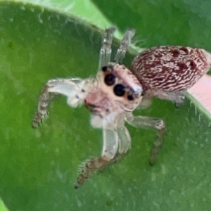 Opisthoncus sp. (genus) at Downer, ACT - 24 Feb 2024