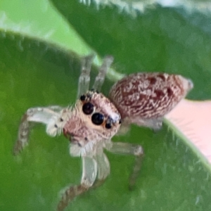 Opisthoncus sp. (genus) at Downer, ACT - 24 Feb 2024