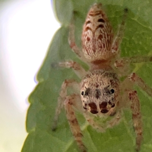 Opisthoncus sp. (genus) at Downer, ACT - 24 Feb 2024 12:08 PM