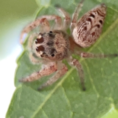 Opisthoncus sp. (genus) at Downer, ACT - 24 Feb 2024