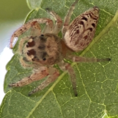 Opisthoncus sp. (genus) at Downer, ACT - 24 Feb 2024