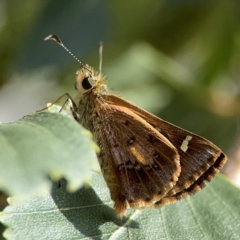 Dispar compacta (Barred Skipper) at Downer, ACT - 24 Feb 2024 by Hejor1