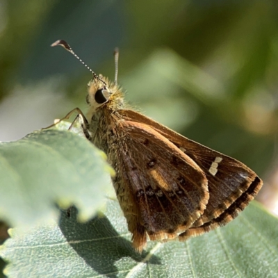 Dispar compacta (Barred Skipper) at Downer, ACT - 24 Feb 2024 by Hejor1