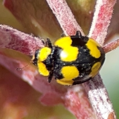 Illeis galbula (Fungus-eating Ladybird) at Downer, ACT - 24 Feb 2024 by Hejor1