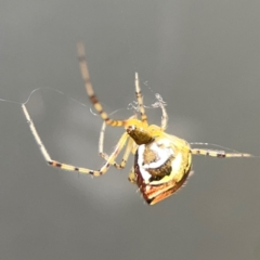 Theridion pyramidale (Tangle-web spider) at Downer, ACT - 24 Feb 2024 by Hejor1