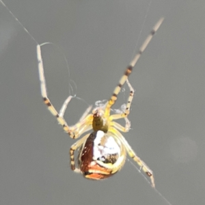 Theridion pyramidale at Downer, ACT - 24 Feb 2024 12:21 PM