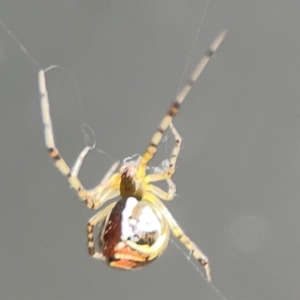 Theridion pyramidale at Downer, ACT - 24 Feb 2024 12:21 PM