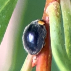 Apolinus lividigaster (Yellow Shouldered Ladybird) at Downer, ACT - 24 Feb 2024 by Hejor1