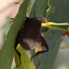 Amorbus sp. (genus) (Eucalyptus Tip bug) at Downer, ACT - 24 Feb 2024 by Hejor1