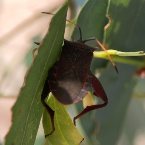 Amorbus sp. (genus) at Downer, ACT - 24 Feb 2024 12:25 PM