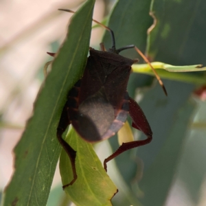 Amorbus sp. (genus) at Downer, ACT - 24 Feb 2024 12:25 PM