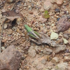 Praxibulus sp. (genus) (A grasshopper) at Mount Majura - 20 Jan 2024 by RAllen