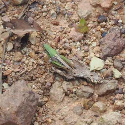 Praxibulus sp. (genus) (A grasshopper) at Watson, ACT - 20 Jan 2024 by RAllen