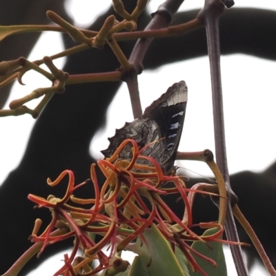 Ogyris olane (Broad-margined Azure) at Hackett, ACT - 20 Jan 2024 by RAllen