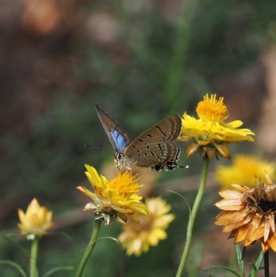 Jalmenus ictinus (Stencilled Hairstreak) at Mount Mugga Mugga - 21 Jan 2024 by RAllen