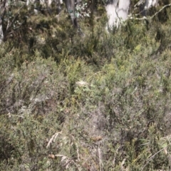 Papilio demoleus at Namadgi National Park - 24 Feb 2024