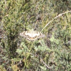 Papilio demoleus at Namadgi National Park - 24 Feb 2024