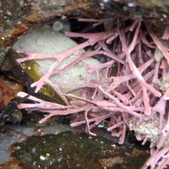 Unidentified Marine Alga & Seaweed at Dolphin Point, NSW - 24 Feb 2024 by trevorpreston