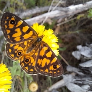 Oreixenica lathoniella at Namadgi National Park - 24 Feb 2024