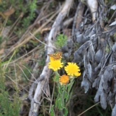 Oreixenica lathoniella at Namadgi National Park - 24 Feb 2024