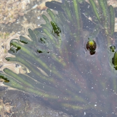 Codium fragile at Wairo Beach and Dolphin Point - 24 Feb 2024 by trevorpreston