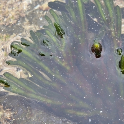 Unidentified Marine Alga & Seaweed at Wairo Beach and Dolphin Point - 24 Feb 2024 by trevorpreston