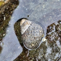 Austrocochlea porcata (Zebra top snail) at Wairo Beach and Dolphin Point - 24 Feb 2024 by trevorpreston