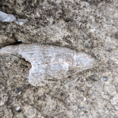 Unidentified Fossil / Geological Feature at Dolphin Point, NSW - 24 Feb 2024 by trevorpreston