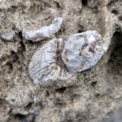 Unidentified Fossil / Geological Feature at Dolphin Point, NSW - 24 Feb 2024 by trevorpreston