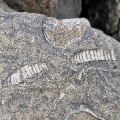 Unidentified Fossil / Geological Feature at Dolphin Point, NSW - 24 Feb 2024 by trevorpreston