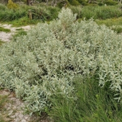 Atriplex cinerea (Grey Saltbush) at Meroo National Park - 24 Feb 2024 by trevorpreston