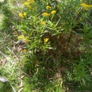 Senecio linearifolius at Steeple Flat, NSW - 24 Feb 2024