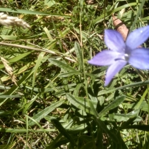 Wahlenbergia sp. at Steeple Flat, NSW - 24 Feb 2024