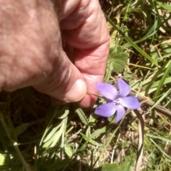 Wahlenbergia sp. at Steeple Flat, NSW - 24 Feb 2024 01:16 PM