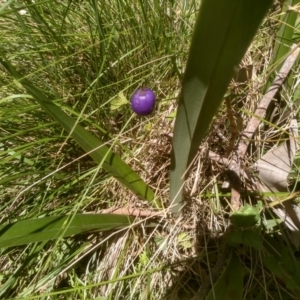 Dianella tasmanica at Glenbog State Forest - 24 Feb 2024