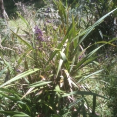 Dianella tasmanica at Glenbog State Forest - 24 Feb 2024