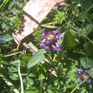 Prunella vulgaris at Steeple Flat, NSW - 24 Feb 2024 01:24 PM