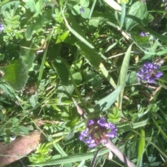 Prunella vulgaris at Steeple Flat, NSW - 24 Feb 2024