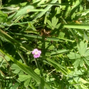 Geranium sp. at Steeple Flat, NSW - 24 Feb 2024