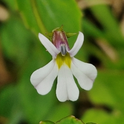 Lobelia purpurascens (White Root) at Wairo Beach and Dolphin Point - 24 Feb 2024 by trevorpreston